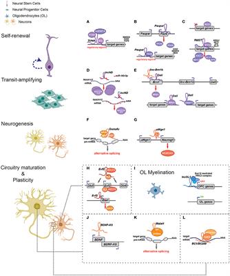 Mechanisms of Long Non-Coding RNAs in the Assembly and Plasticity of Neural Circuitry